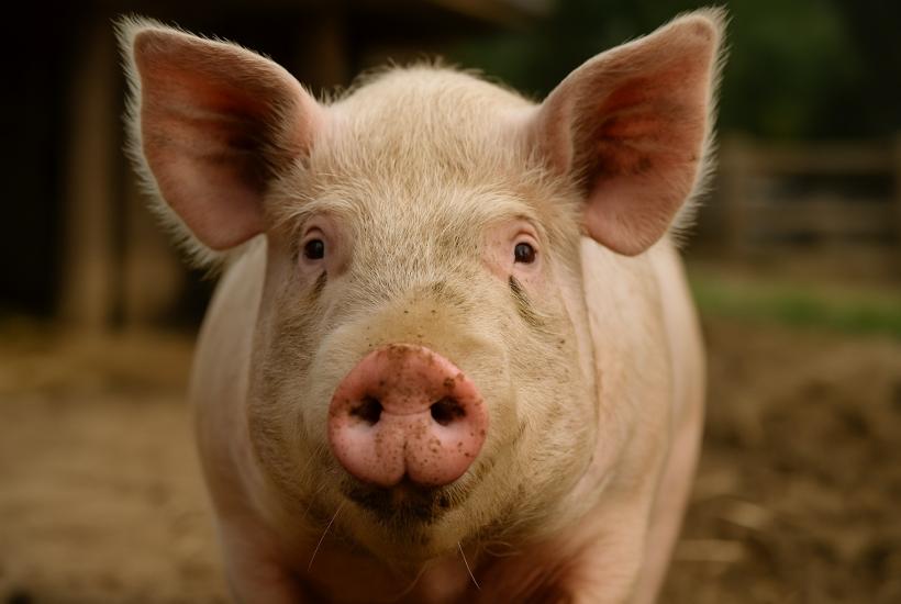 Свинья крупным планом