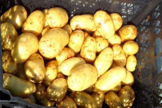 Лучшие сорта картофеля для Южного и Среднего Урала: семенного, новые, отзывы