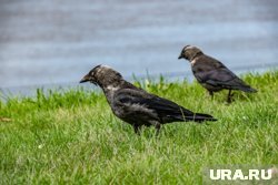 Стоило ждать сильного ветра, если вороны сидели, повернувшись клювами в одну сторону