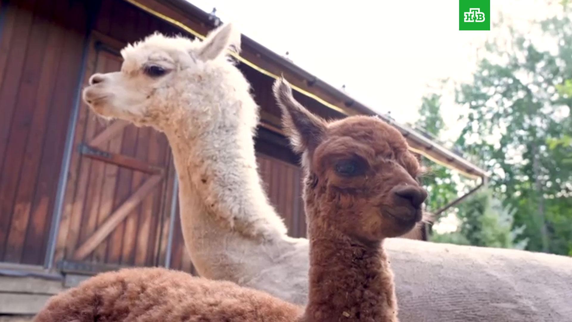 альпаки городская ферма вднх зима. альпака на вднх. ферма с альпаками на вднх. альпака городская ферма вднх. прогулка с альпакой.