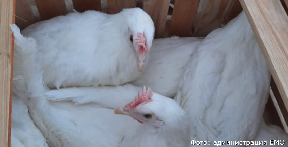 В Елизовском районе не подтвердилась вспышка птичьего гриппа