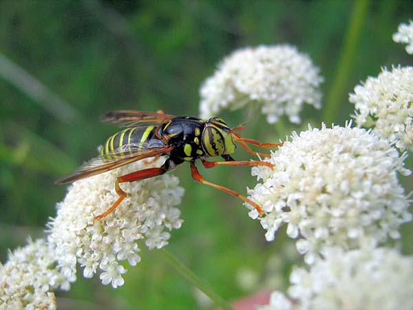 Туркменская музыкальная жужжалка 5 букв. Ichneumon xanthorius. Оса крестовиколов. Нектарник насекомое. Оса на цветке.