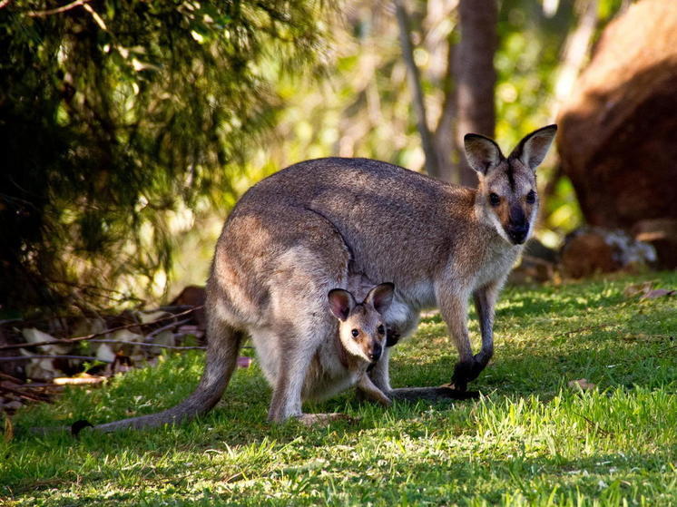 Ученые нашли вымерший вид огромных кенгуру