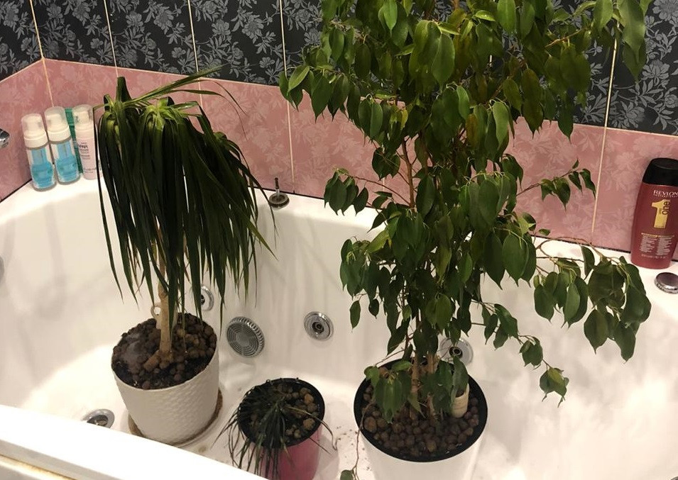 Зимние цветы в горшках на улице. Спатифиллум канна. Завядший спатифиллум. Подмороженные комнатные цветы. Замерз цветок в горшке что делать.