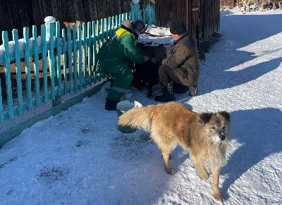 Владельцев собак в столице Тувы просят вакцинировать питомцев и не допускать их самовыгула