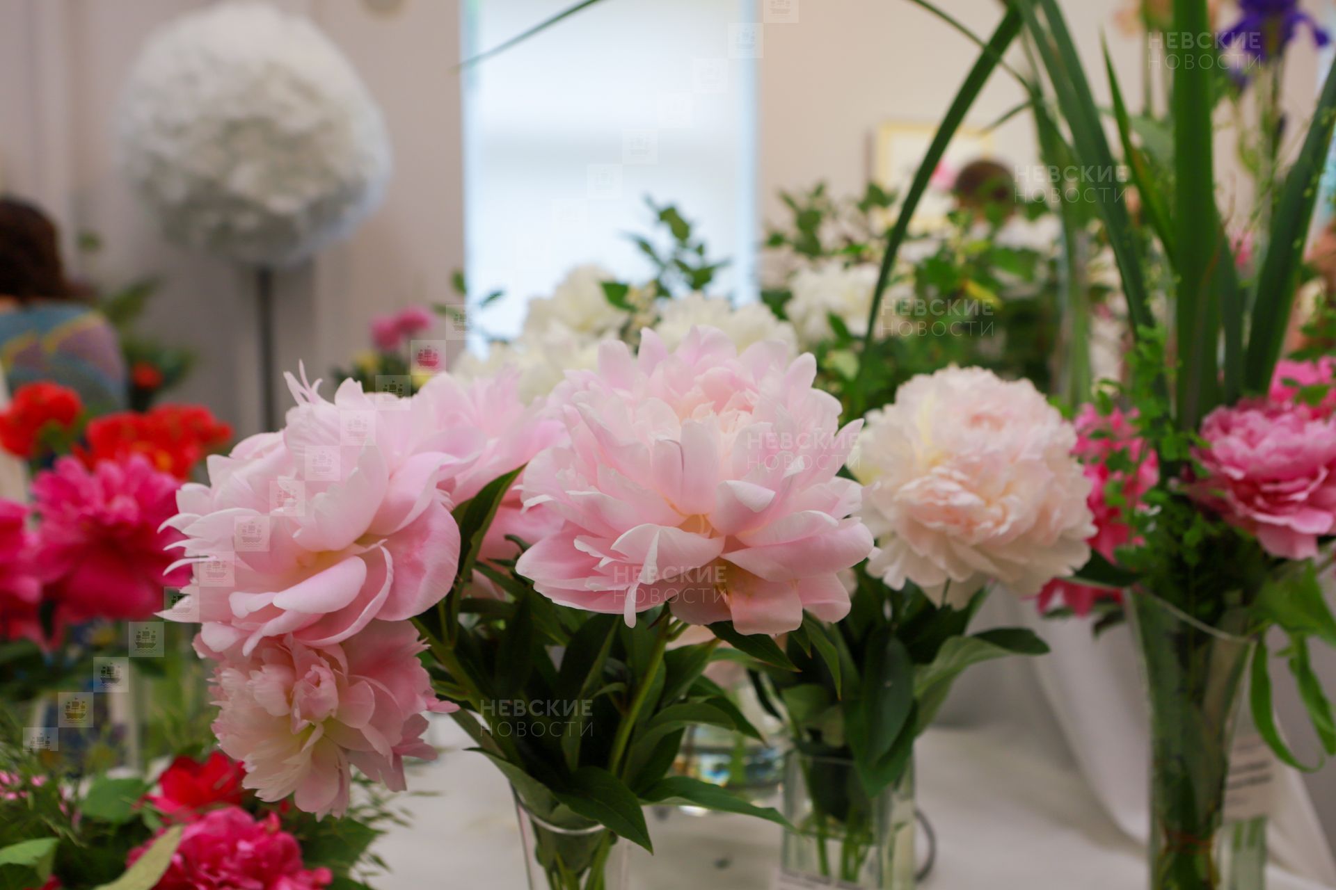 Букет пионов нераскрывшихся. Пионы срезка. Букет не распустившихся пионов. Нежный цветок. Пионы раскрылись в вазе быстро что сделать.