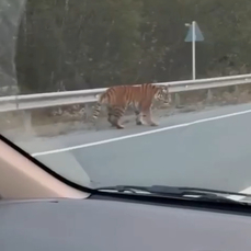 Тигр 22 декабря. Тигр в приморье последние новости. Тигр в приморье последние новости. Тигр в приморье последние новости. Дальний восток тигры на дороге.