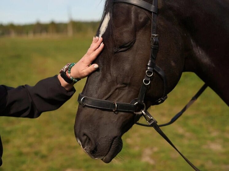 От него отказались все: как в Твери через укушенные пальцы и травмы спасали коня от верной смерти