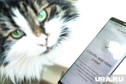 Дистанционно проголосовать можно с телефона или планшета