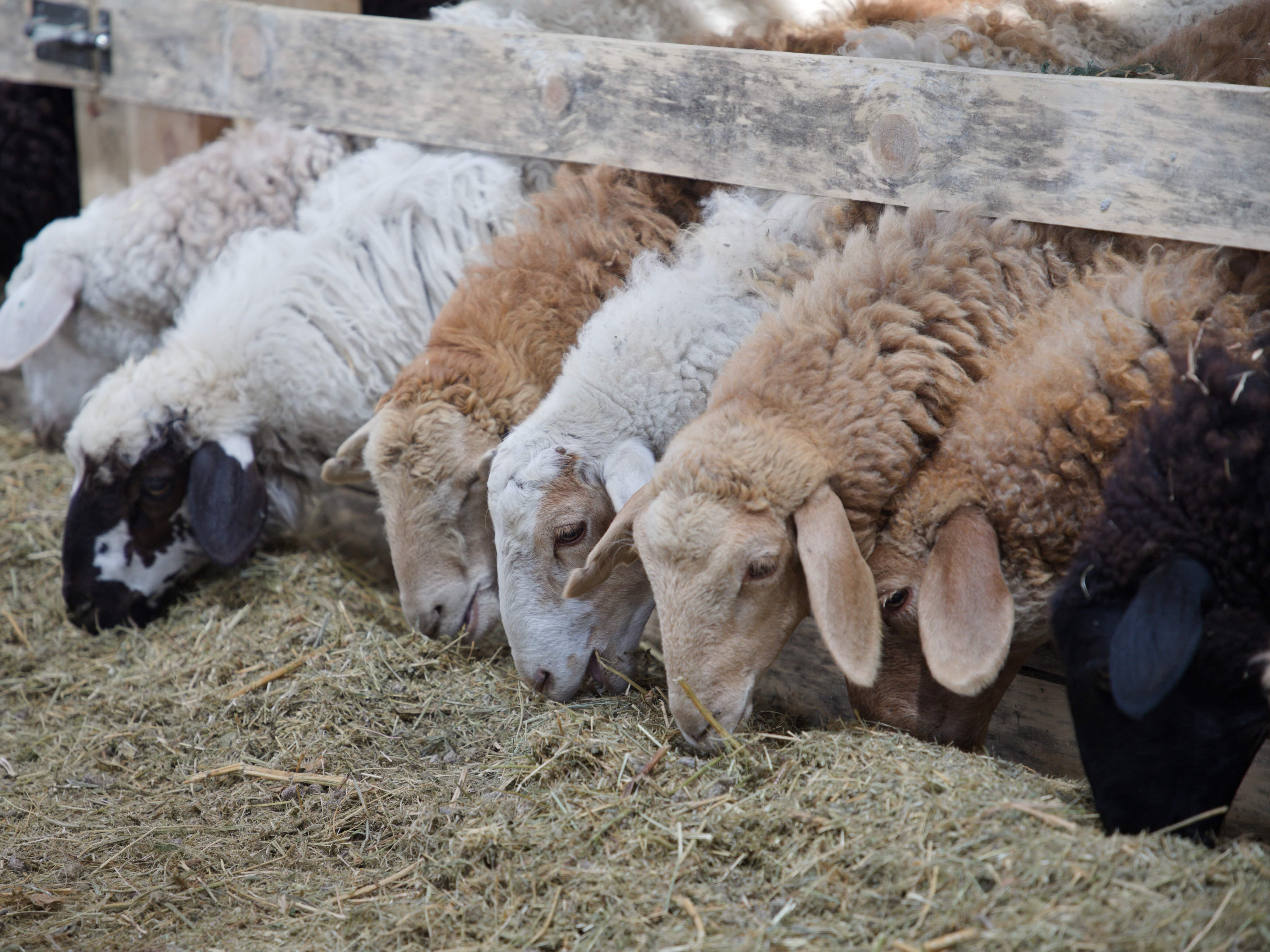 схема для племенного овцеводства. племенное овцеводство. бараны карелии. пути увеличения производства баранины. производитель ягнят.