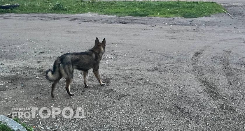 В Коми суд отклонил иск о компенсации морального вреда за укус бродячей собаки на 95 тысяч рублей