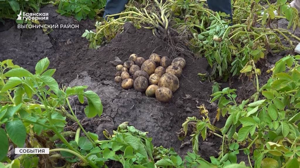 Аграрии из Приморья познакомились с брянским опытом в растениеводстве