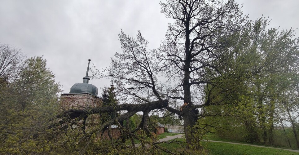 Мастера «Городского хозяйства» убрали упавшие деревья на Десятинной улице, в Кречевицах и по другим адресам