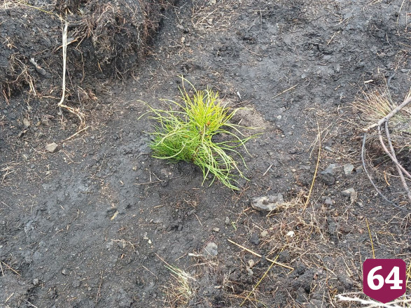 Осенью в Саратовской области высадят 3 миллиона сеянцев 