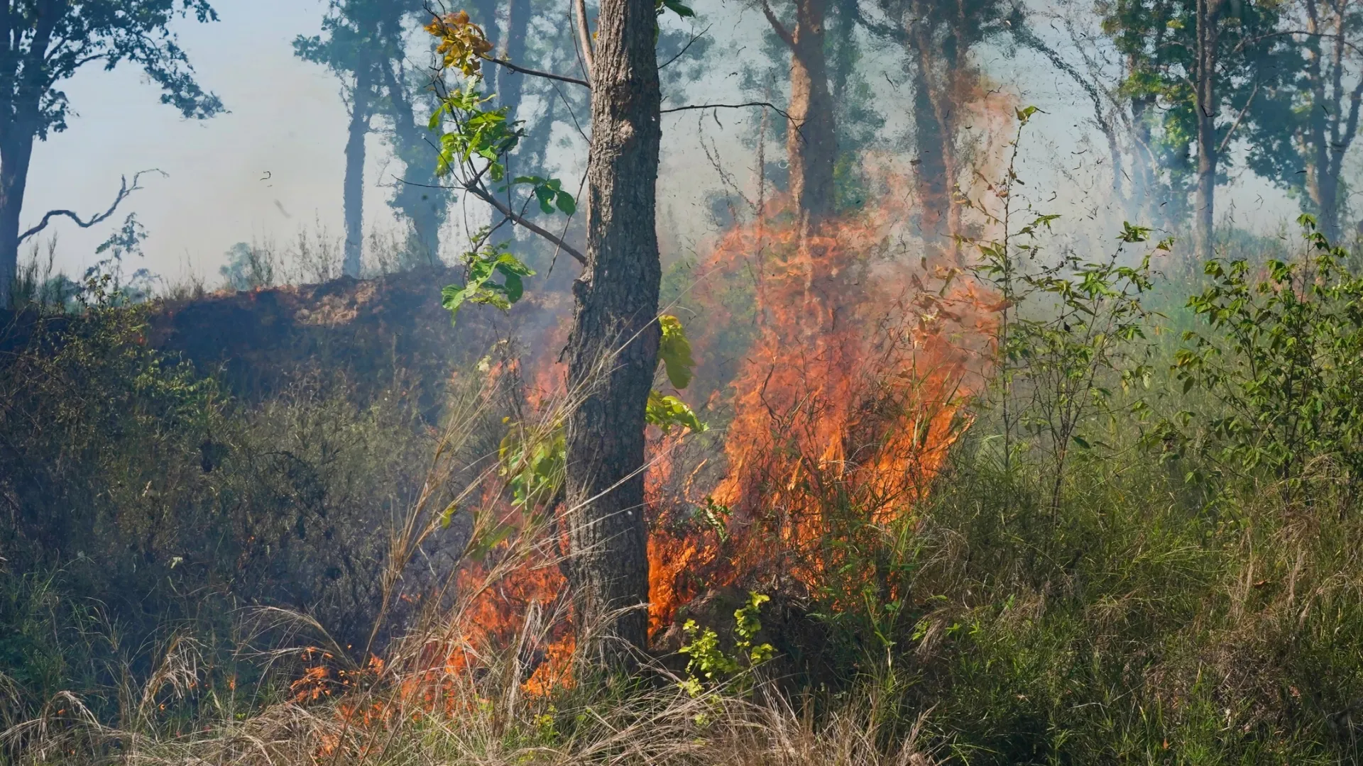 пожар в тайге. пожар в лесу. паустовский "заячьи лапы". пожар в алтайском крае лес. неслыханная жара стояла в то лето над лесами.