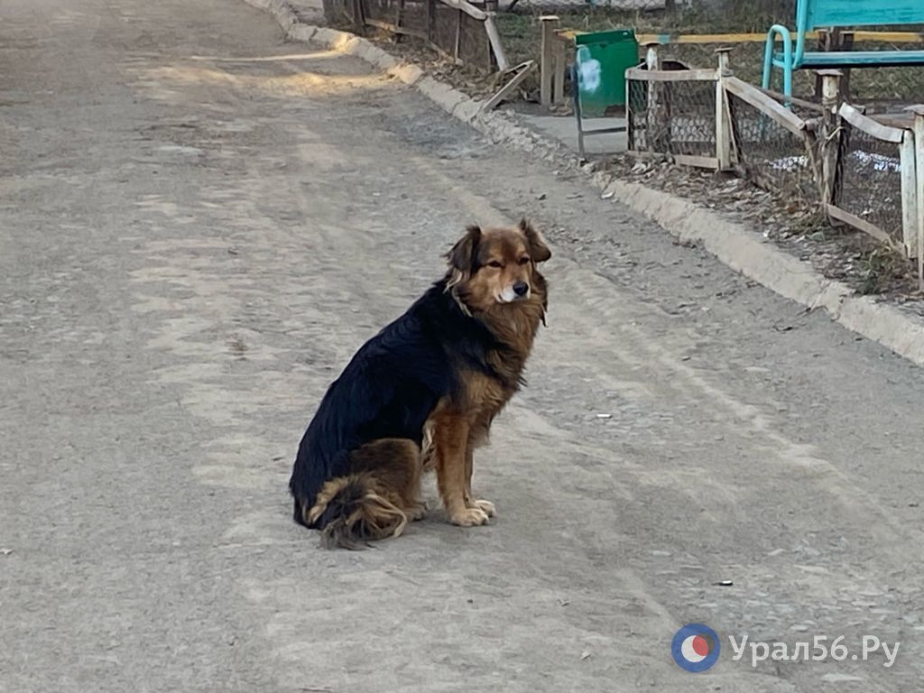 Собака, фото из архива