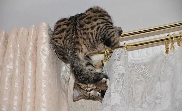 Кот на карнизе. Кот на шторах. Шторы с котятами. Кот висит. Кот висит на шторах.