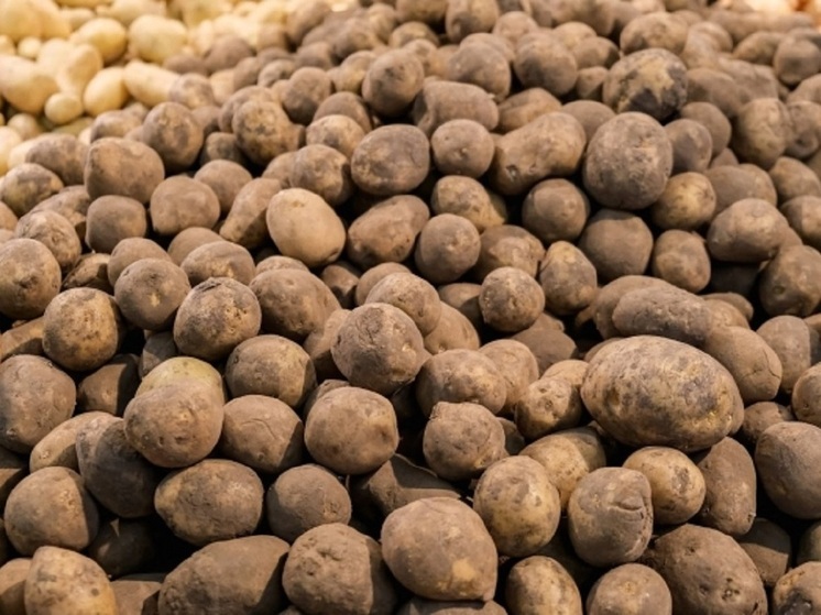 Волгоградские аграрии собрали свыше 104 тысяч тонн картофеля