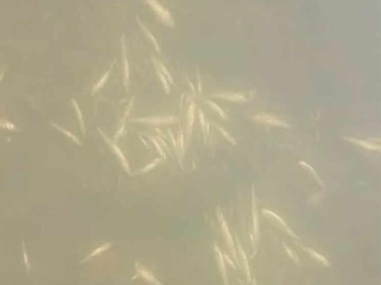 В реке в Башкирии массово погибла рыба