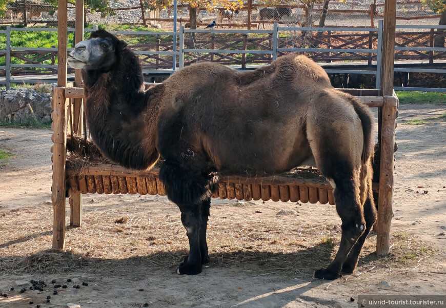 От Эребуни до Еревана