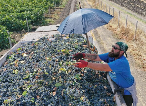 В 2024 году в Грузии собрали и переработали рекордное количество винограда – почти 320 тысяч тонн - Sputnik Грузия