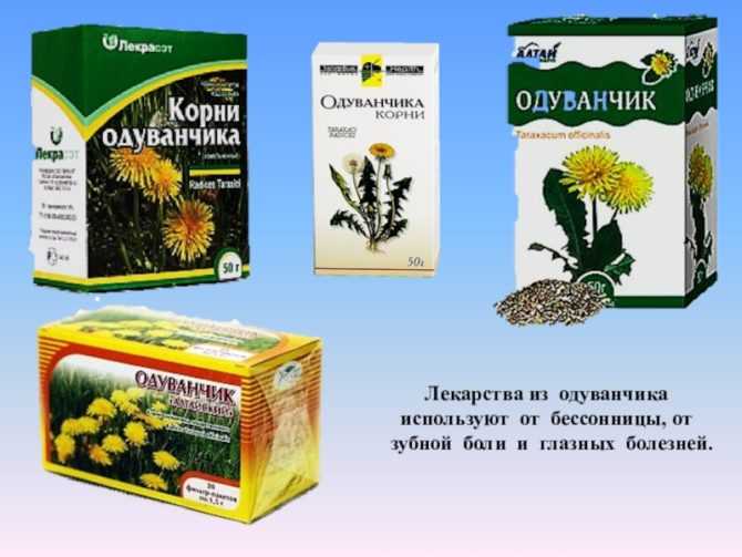 Одуванчик лекарственный: выращивание и уход, полезные свойства и применение