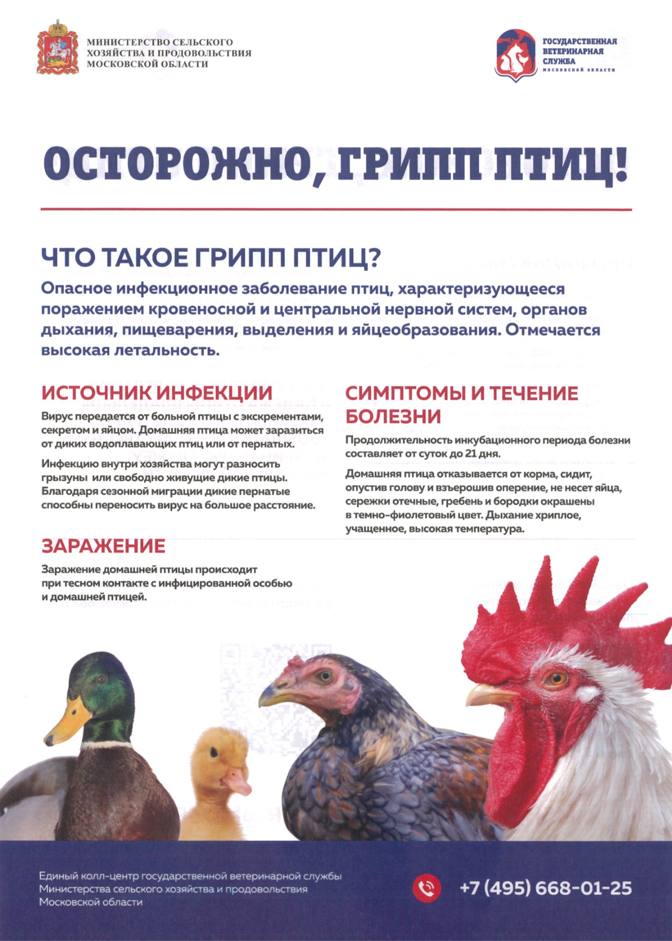 Осторожно птичий грипп картинки