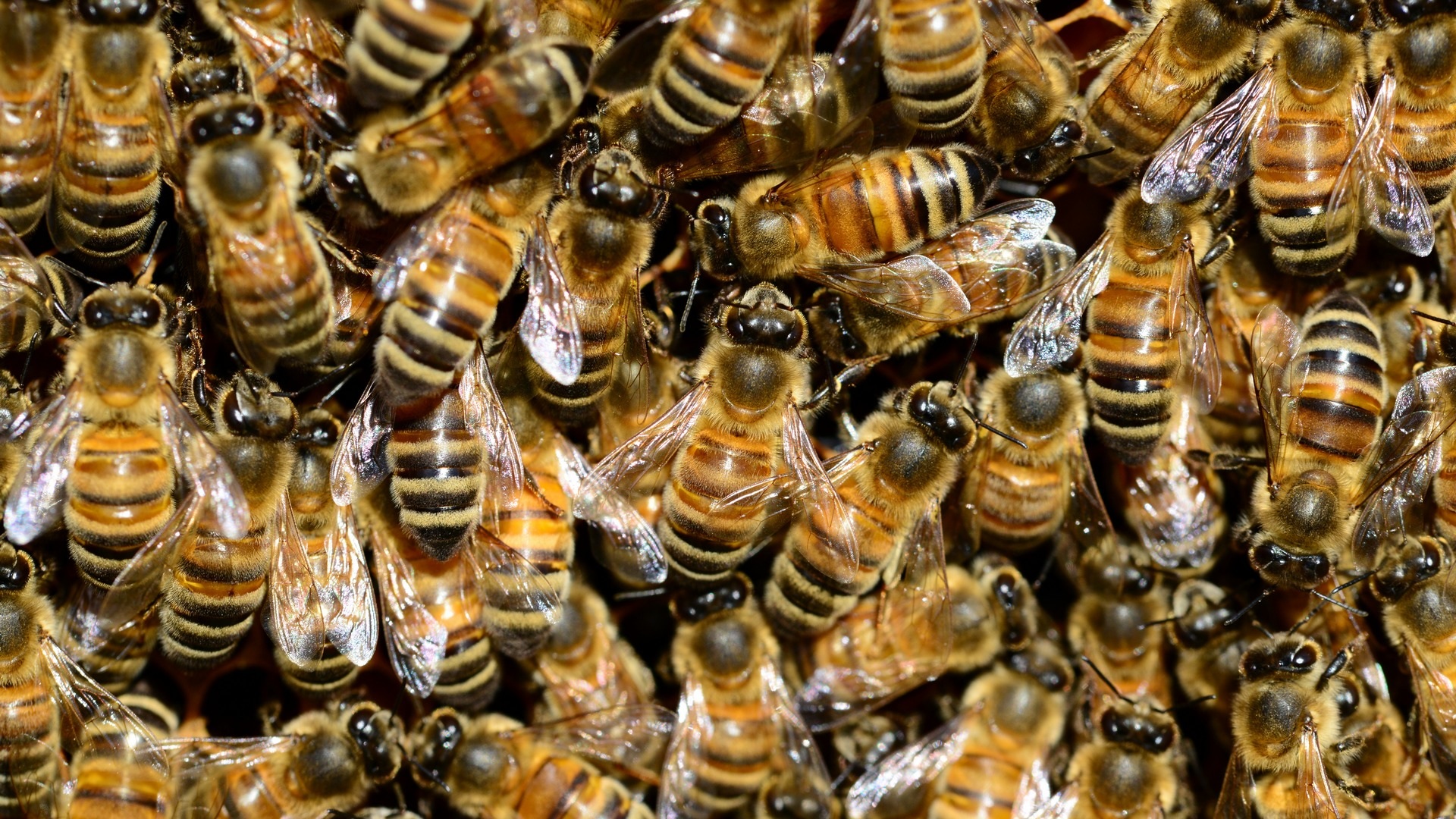 Исследование пчел в лаборатории