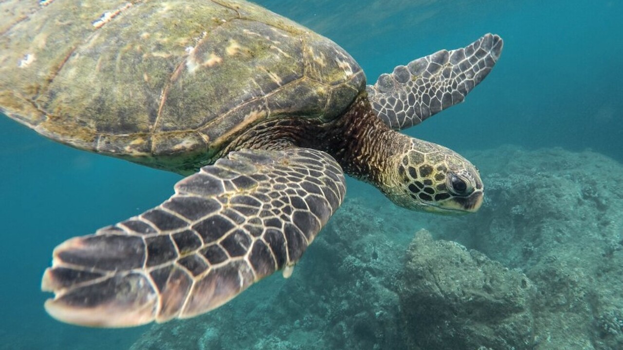 Морские черепахи вида Caretta caretta, совершаю...