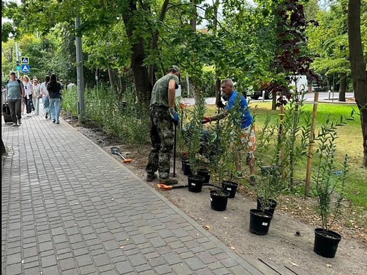 В Зеленоградске строят живую изгородь возле библиотеки и в парке