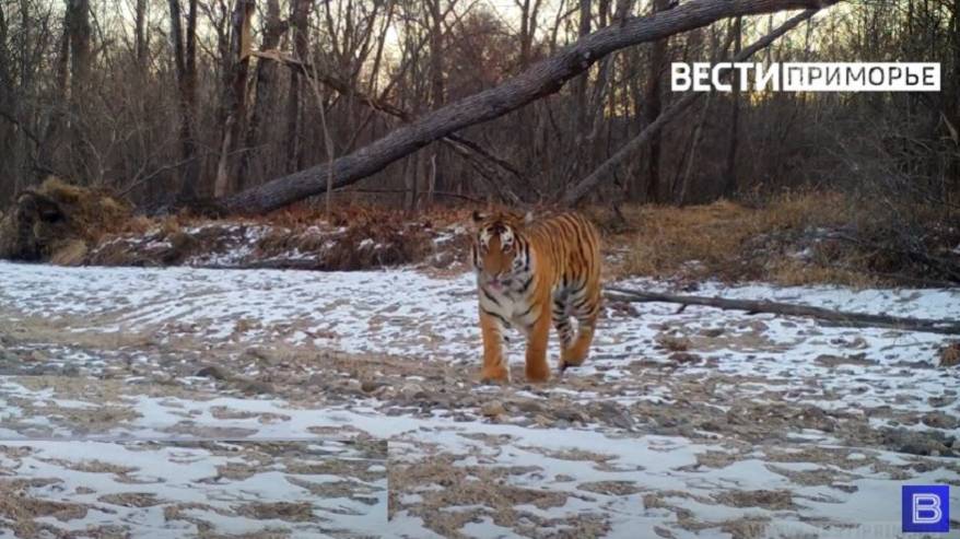 Факты выхода тигра к людям подтвердились официально