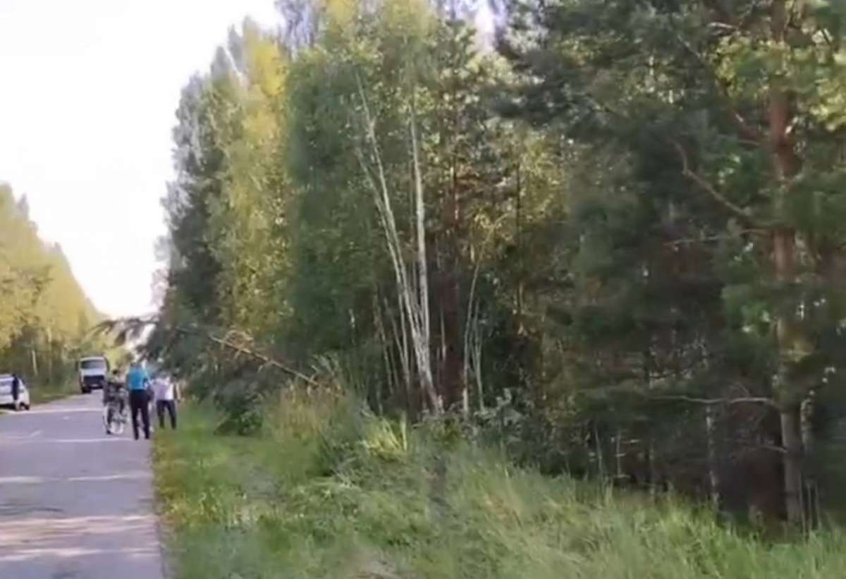 Автомобилист врезался в деревья и погиб в Вознесенском районе