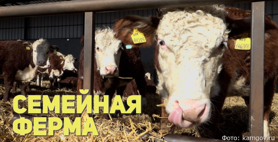 Камчатским фермерам предлагают миллионы на развитие хозяйств