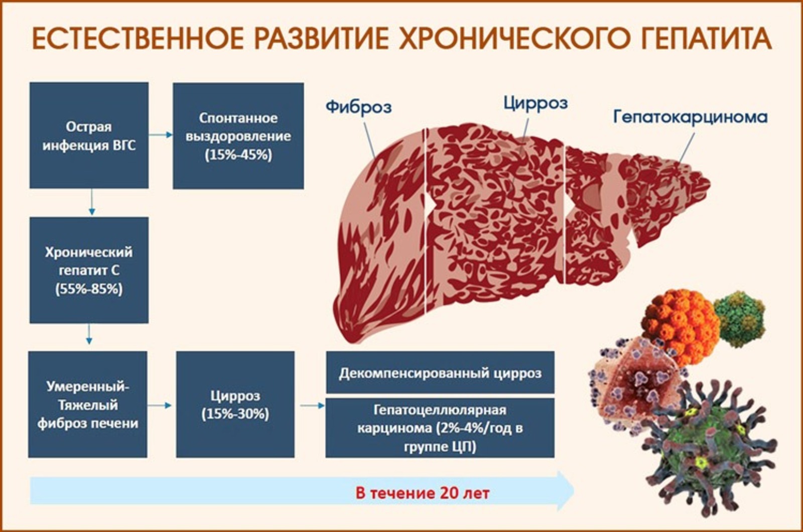 Хронический гепатит фазы вирус