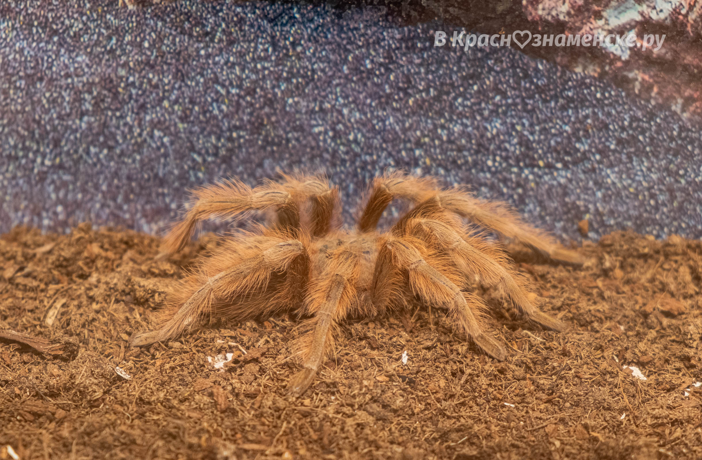 арахнология коллекция. выставка пауков волгоград. рио выставка пауков. рио выставка пауков. выставка нашествие пауков.