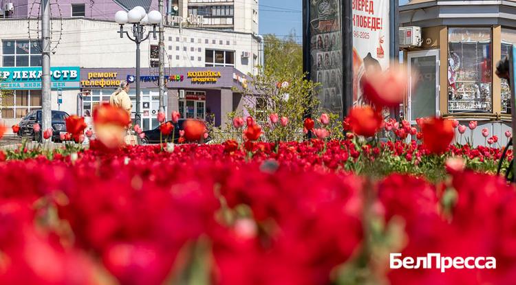 Василий Небензя поздравил белгородцев с 9 Мая