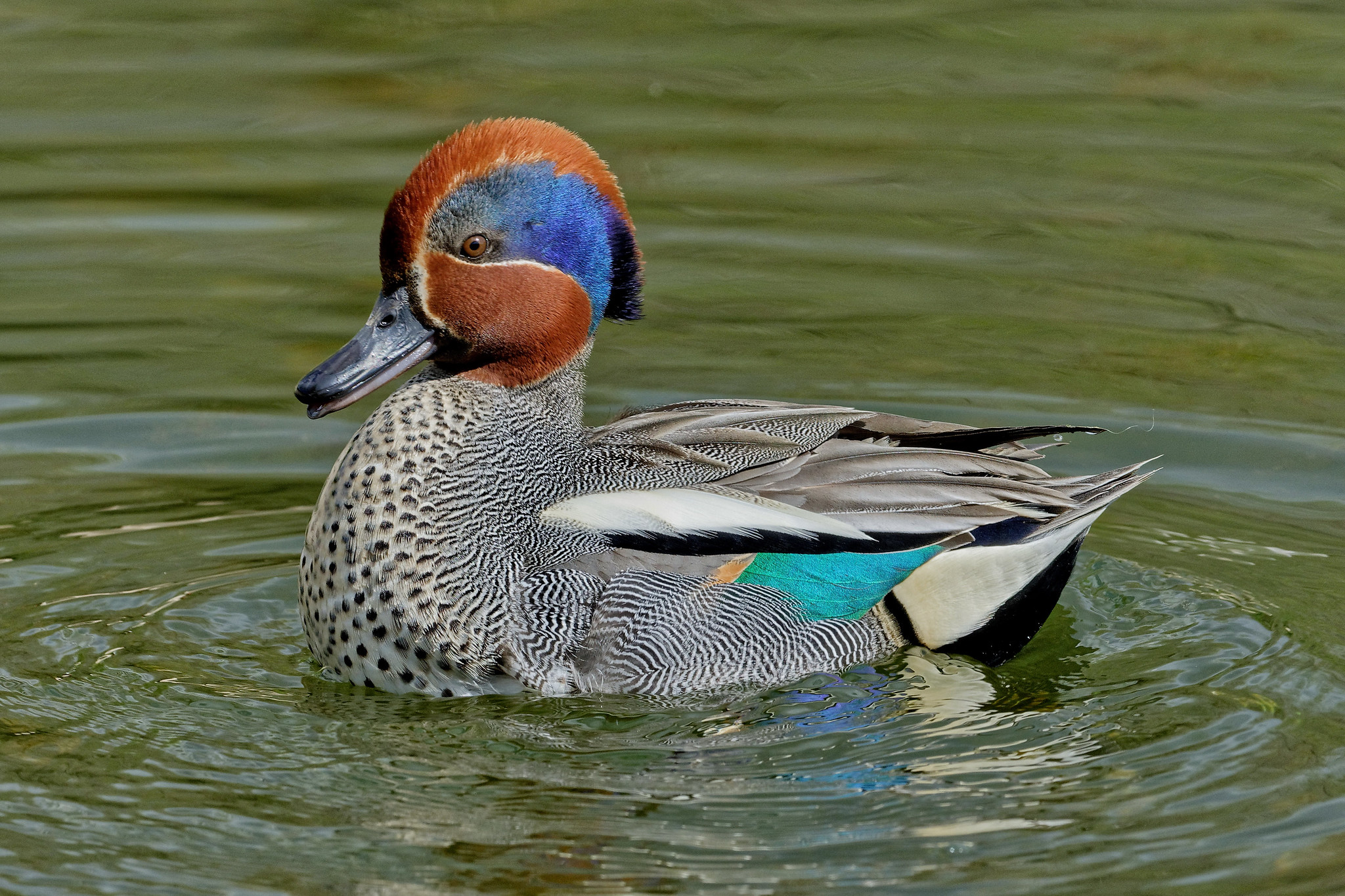 Чирок-свистунок anas crecca l. Утки чирок свистунок. Утка чирок свистунок. Уточка чирок-свистунок. Утка чирок свистунок.