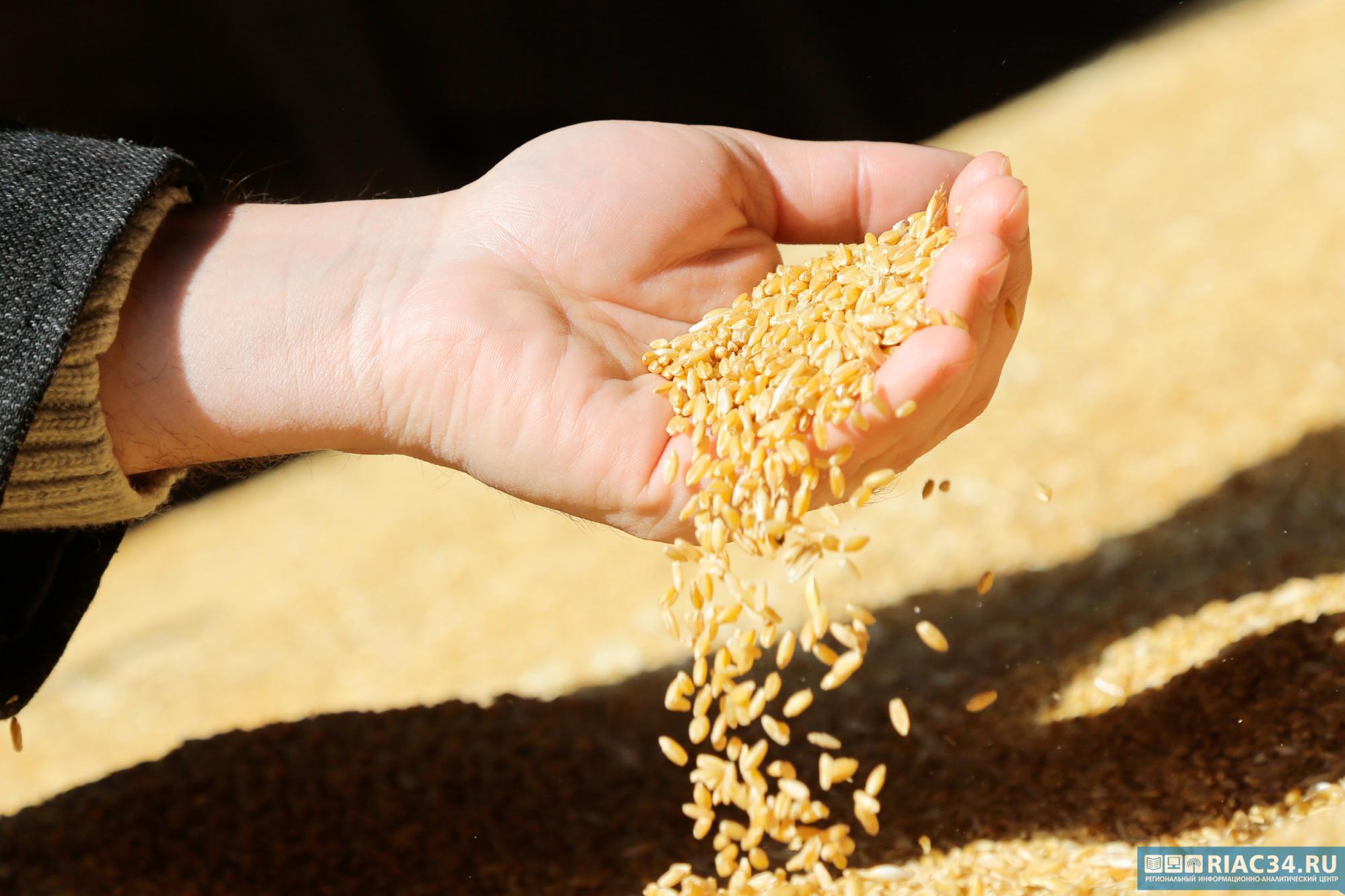 Реализуем зерно. Экспорт зерна. Семеноводство. Отечественное семеноводство. Валовка в экономике.