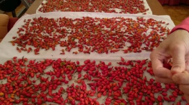 Как правильно высушить шиповник в домашних условиях: плоды, цветы, лепестки