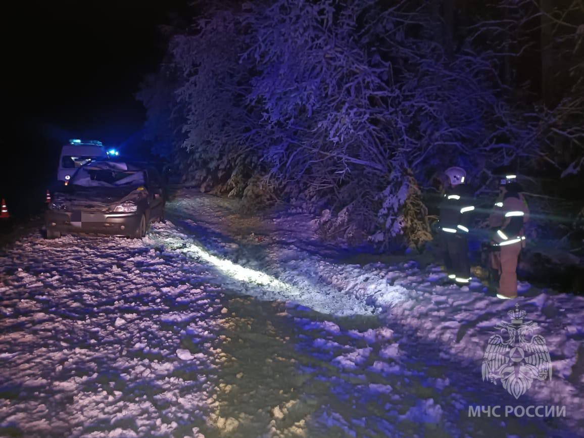 В Сунском районе сбили лося: водитель пострадал