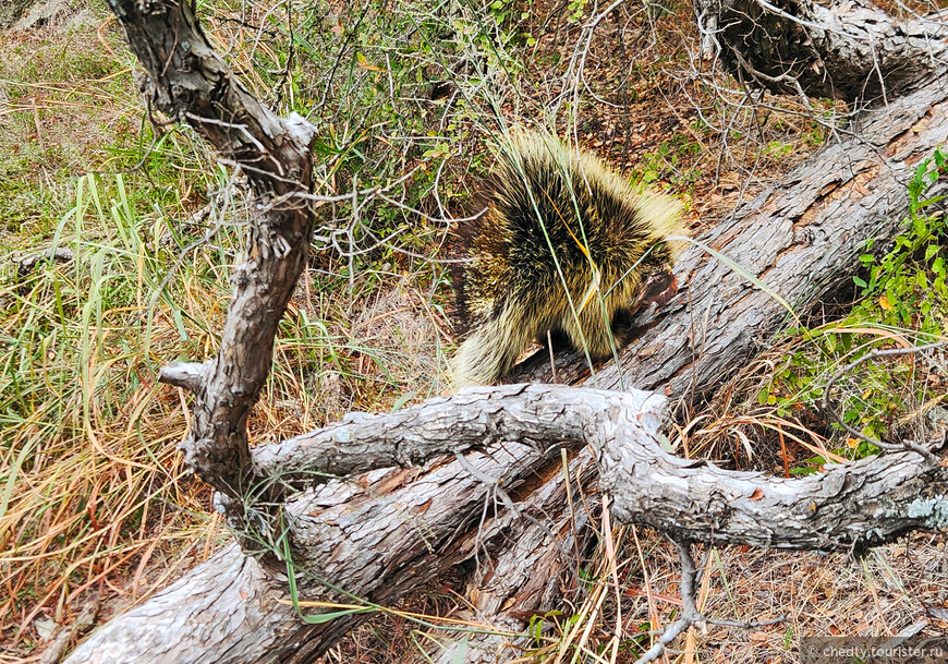 Жизнь на опушке леса