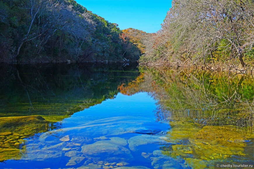 Жизнь на опушке леса