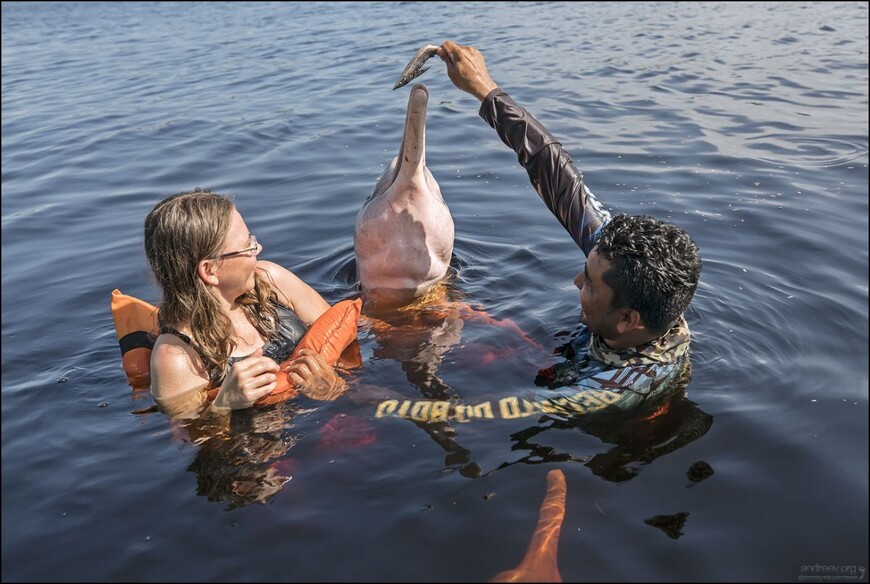 Розовые дельфины Черной реки