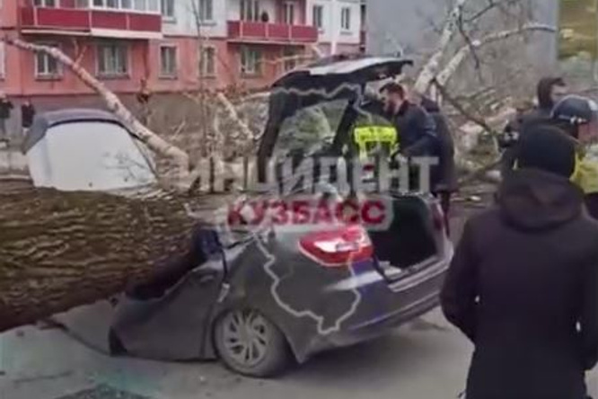 В Новокузнецке при порыве ветра крупное дерево упало на машину с 4 человеками — двое погибли на месте, еще двоих госпитализировали с травмами