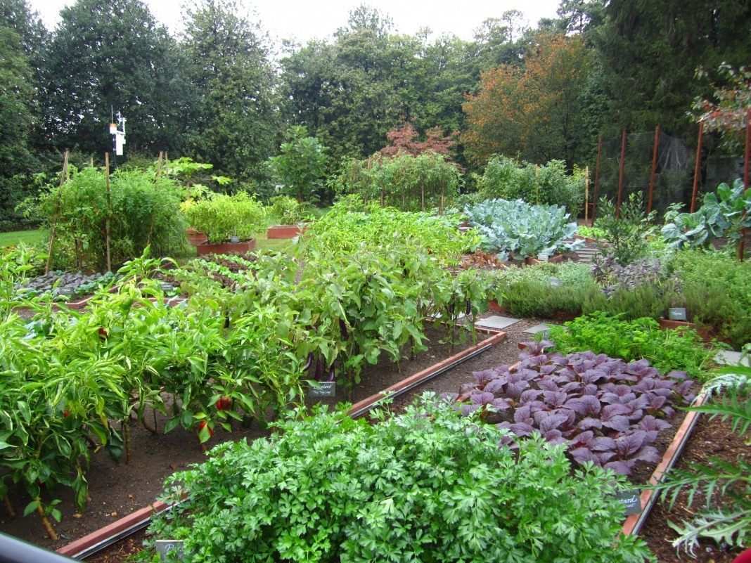 Дачникам рассказали, за выращивание какого растения грозит тюрьма