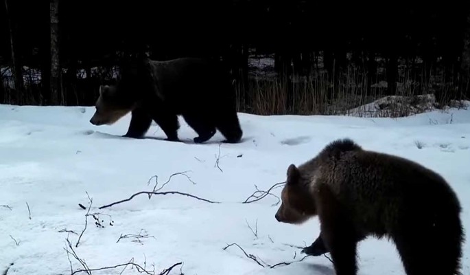 Медвежье продолжение