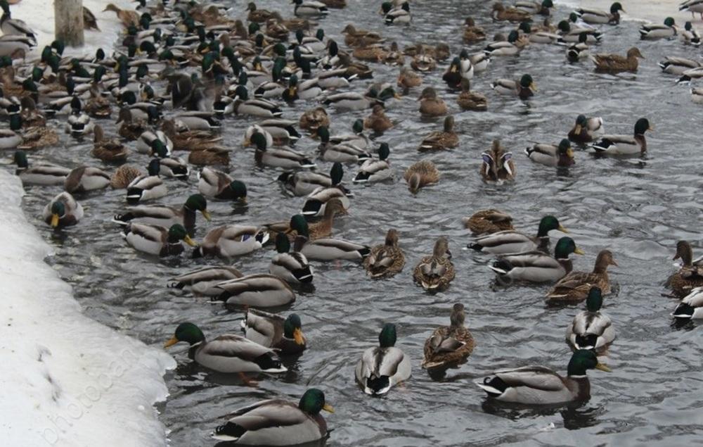 Саратовские утки. Горпарк саратов утки зимой. Саратовские утки. Утки в городском парке саратов. Красная утка огарь.