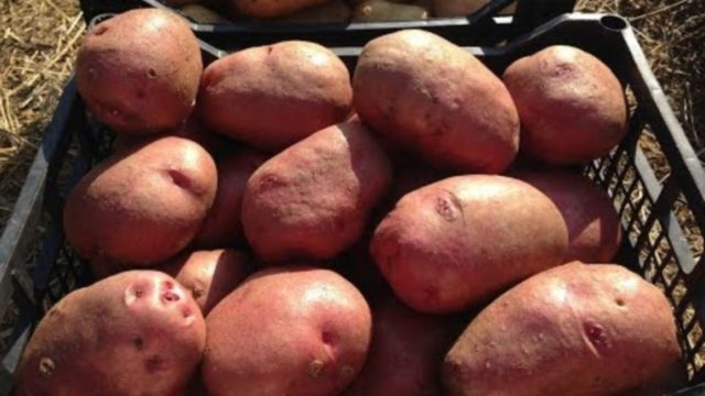 Лучшие сорта картофеля для Южного и Среднего Урала: семенного, новые, отзывы