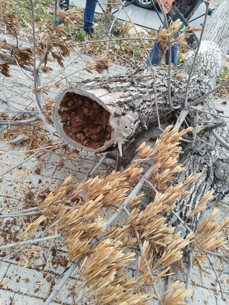 В Астрахани на площади Ленина спиливают аварийные деревья