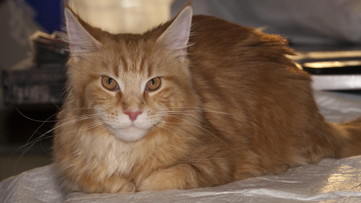 Рыжий кот